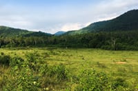 Watching wild elephants in Kuiburi National Park - a unique opportunity with a private guide 9