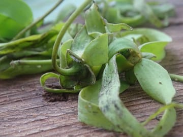 Zanzibar: Taste The Flavors Of Island Spices & Herbs