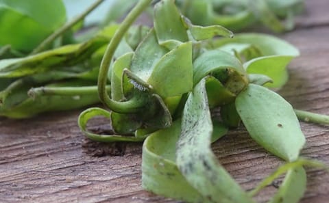 Zanzibar: Taste The Flavors Of Island Spices & Herbs