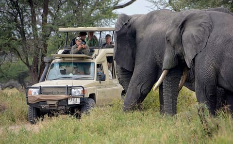 5-Day Camping Safari and Hiking in Tanzania National Parks