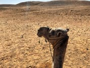 Giza Pyramids, Memphis and Sakkara Pyramids Private Day Tour 4