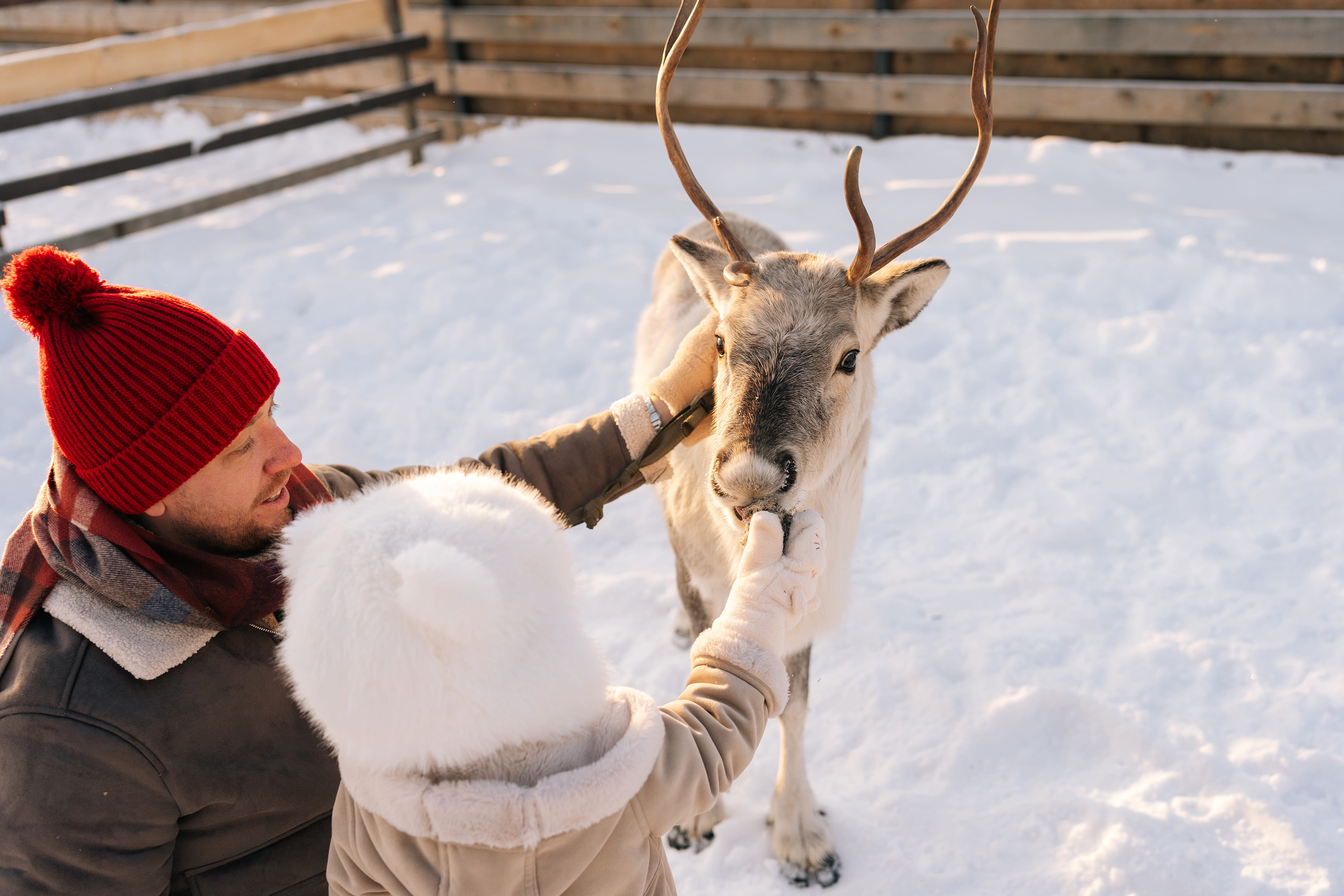 reindeer feed winter lapland levi snow 