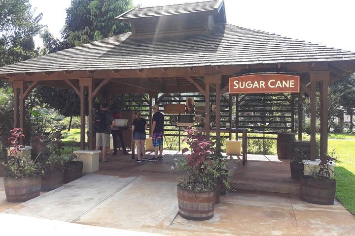 THE SUGAR CANE TASTING STATION