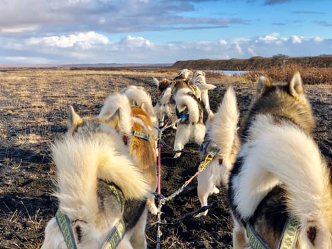 Dog Sledding Near Reykjavik , photo 3