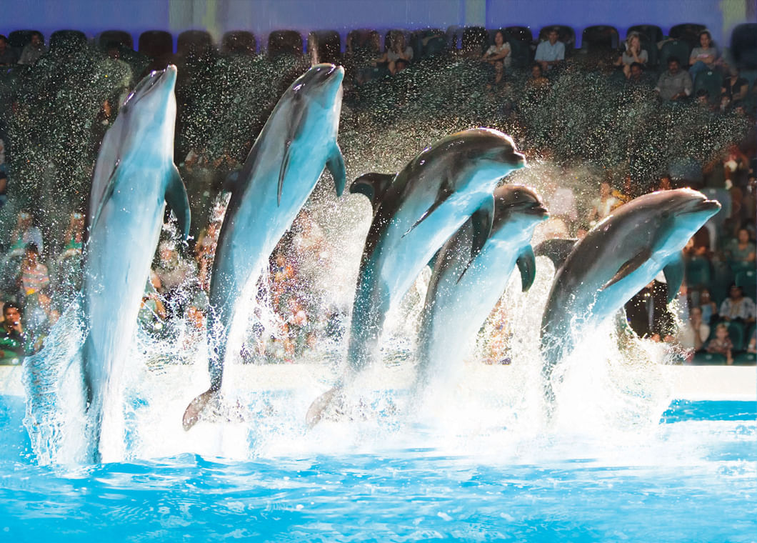 Get dolphin show tickets with tour visionary