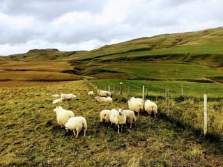 Icelandic sheep, a common sight when touring around