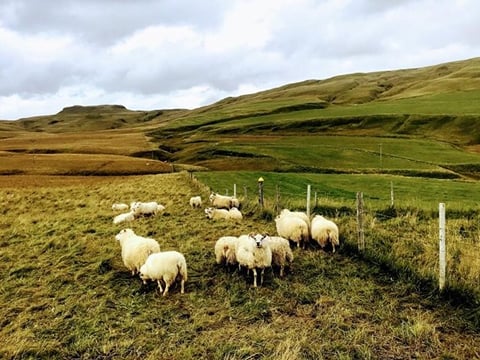 Icelandic sheep, a common sight when touring around