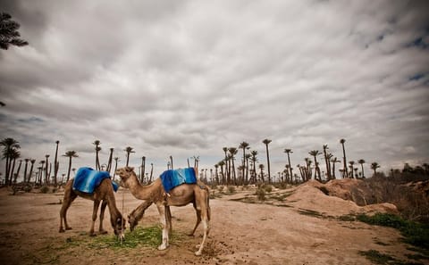 Camel Ride Through Marrakech Palm Grove Oasis