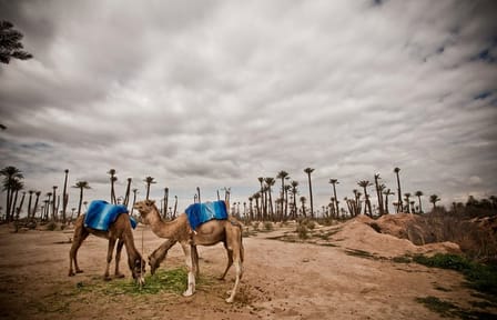 Camel Ride Through Marrakech Palm Grove Oasis