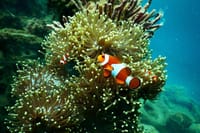 Amazing Blue Lagoon Snorkeling with Private Hotel Transfer 7