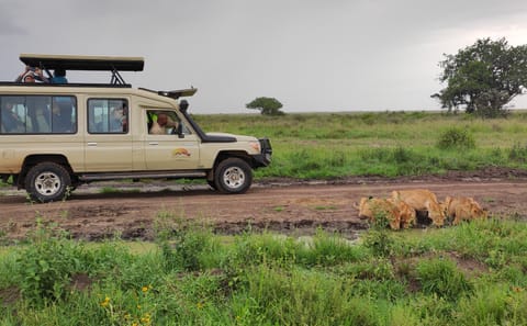 4 Days / 3 Nights – Safari on the Serengeti Plains via Ngorongoro Crater
