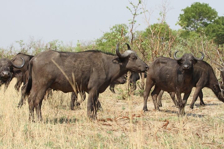 15 minutes scenic helicopter flight above Victoria Falls-Zimbabwe