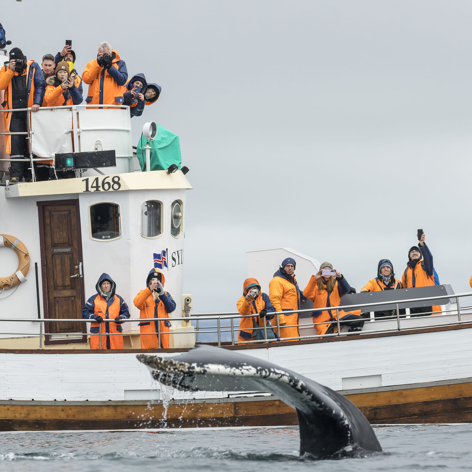Gentle Giants Whale Watching from Husavik, Iceland - GG3 Whales and Horses with a local Family Company