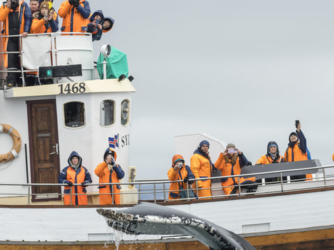 Gentle Giants Whale Watching from Husavik, Iceland - GG3 Whales and Horses with a local Family Company