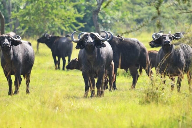 12-Day Super Luxury Wildlife Tour in Entebbe Uganda photo 4