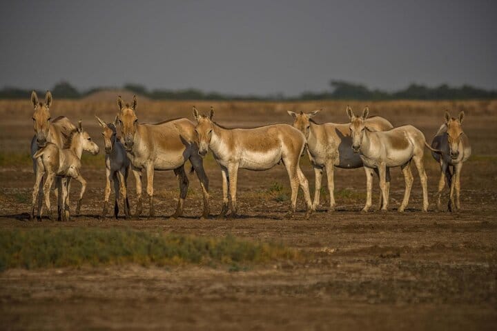Ahmedabad, Little Rann Of Kutch & Rajkot Tour