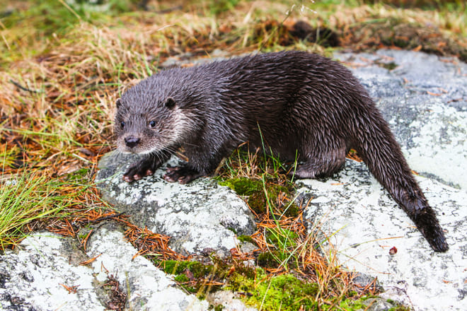 Visit to Ranua Arctic Wildlife Park - Rovaniemi 3