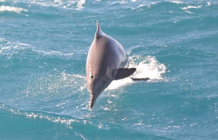 VIP Snorkeling and Dolphin Watching Tour in Hurghada