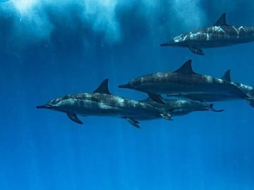Swim with Dolphins and Enjoy Banana Boat Ride in Hurghada