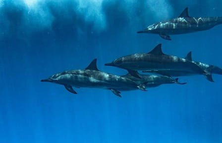 Swim with Dolphins and Enjoy Banana Boat Ride in Hurghada