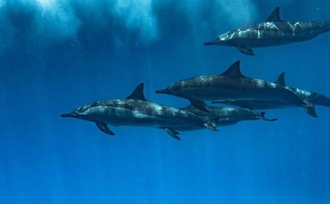 Swim with Dolphins and Enjoy Banana Boat Ride in Hurghada