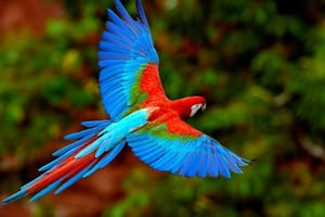 5 Day Refugio Amazonas Classic Program - Group Service