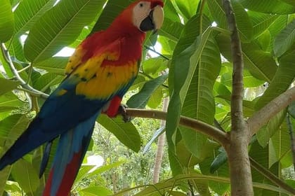 Monkeys and Sloth Hang Out with Island Tour in Roatan