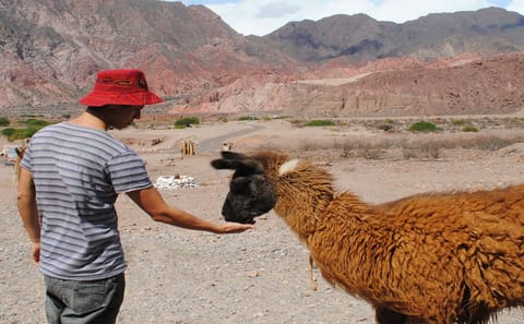 Cafayate Vineyards and Calchaquies Valleys Day Trip from Salta