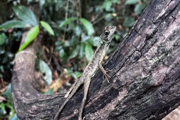 Boat Safari for Bat Watching and Cinnamon in Koggala
