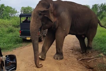 Udawalawe Safari Tour from Tangalla