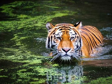Delhi to Corbett Tiger Reserve 3-Day Wildlife Tour