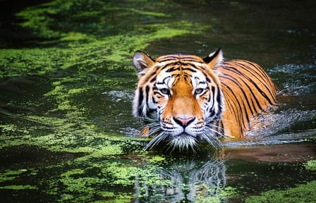 Delhi to Corbett Tiger Reserve 3-Day Wildlife Tour