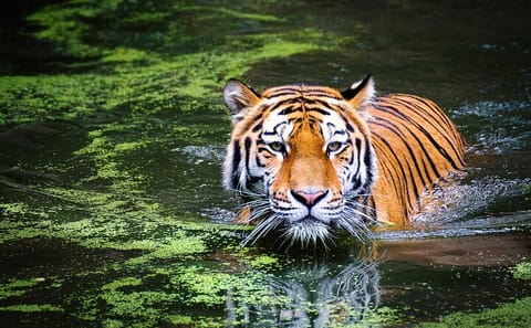 Delhi to Corbett Tiger Reserve 3-Day Wildlife Tour