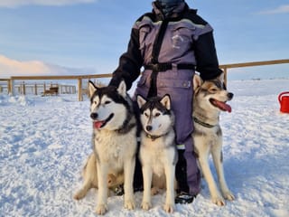 Siberian Husky Dog Sledding, photo 16