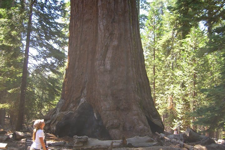 See the Giant Redwoods.