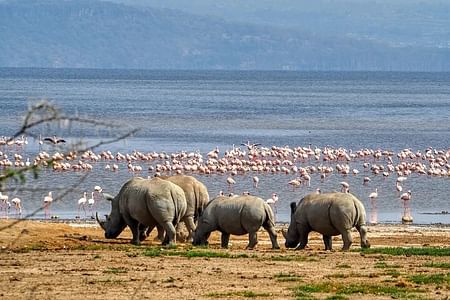 Wildlife Safari and Birdwatching Adventure in Lake Nakuru National Park