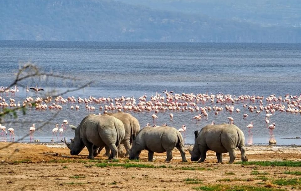 Explore Wildlife In Lake Nakuru National Park Guided Day Tour