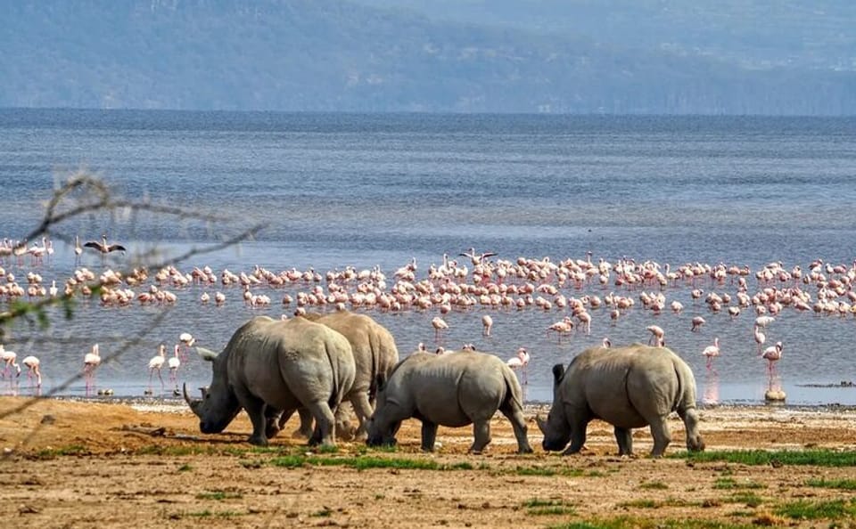 Guided Day Tour of Wildlife in Lake Nakuru National Park