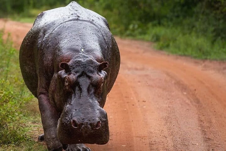 4-Day Birding in Murchison Falls National Park