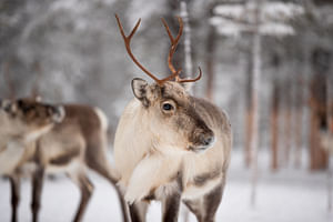 Exclusive Reindeer Experience