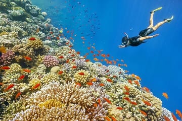 Giftun Island Private Snorkeling Trip from Hurghada with Pickup