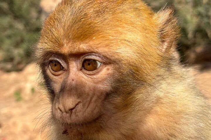 Full Day Trip To Ouzoud Waterfalls