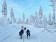 Husky Farm Visit & Sled Ride Experience 3