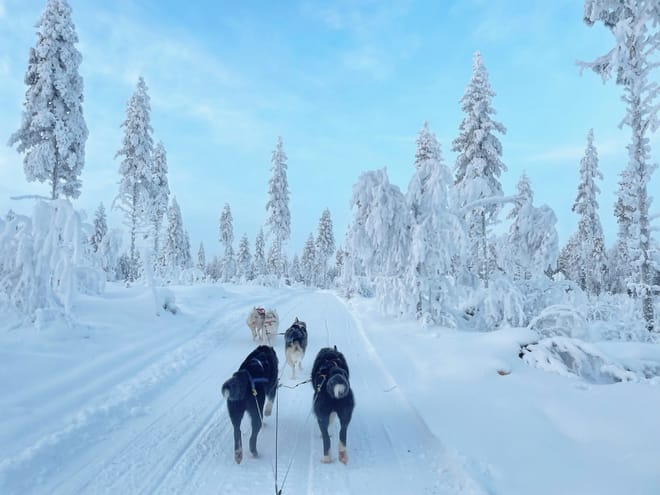 Husky Farm Visit & Sled Ride Experience photo 3