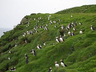 Puffins