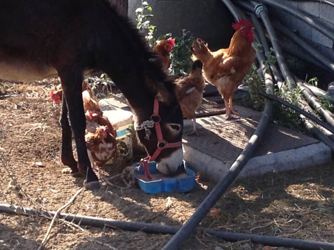 Visit the Farm - Enjoy Animals and Nature in Mykonos 3