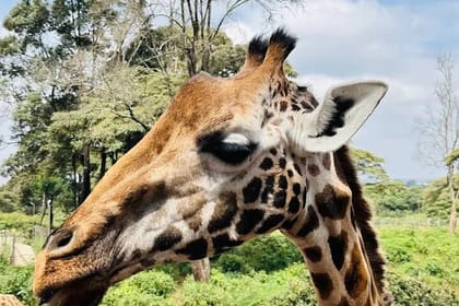 Nairobi National Park and Giraffe Center Private Tour