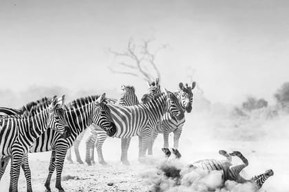 Tanzania Bush to Beach Safari Adventure