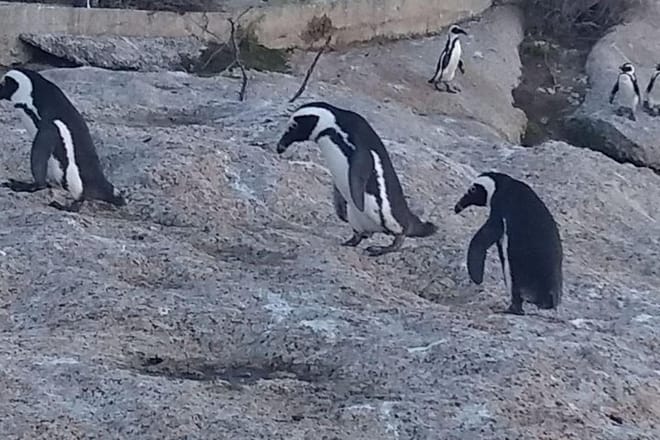 Boulders Beach Penguins