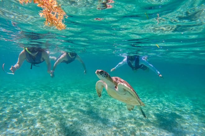 Santuario de tortugas Akumal Snorkel Experiencia marina